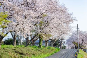天王川公園、桜、3月の春の花、愛知県津島市の観光・撮影スポットの画像と写真