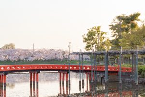 天王川公園、桜、3月の春の花、愛知県津島市の観光・撮影スポットの画像と写真