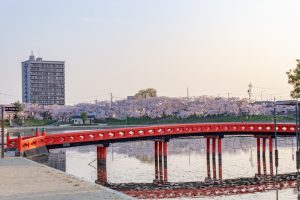 天王川公園、桜、3月の春の花、愛知県津島市の観光・撮影スポットの画像と写真