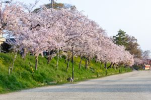 天王川公園、桜、3月の春の花、愛知県津島市の観光・撮影スポットの画像と写真