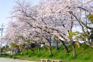 天王川公園、桜、3月の春の花、愛知県津島市の観光・撮影スポットの画像と写真