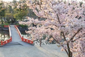 天王川公園、桜、3月の春の花、愛知県津島市の観光・撮影スポットの画像と写真