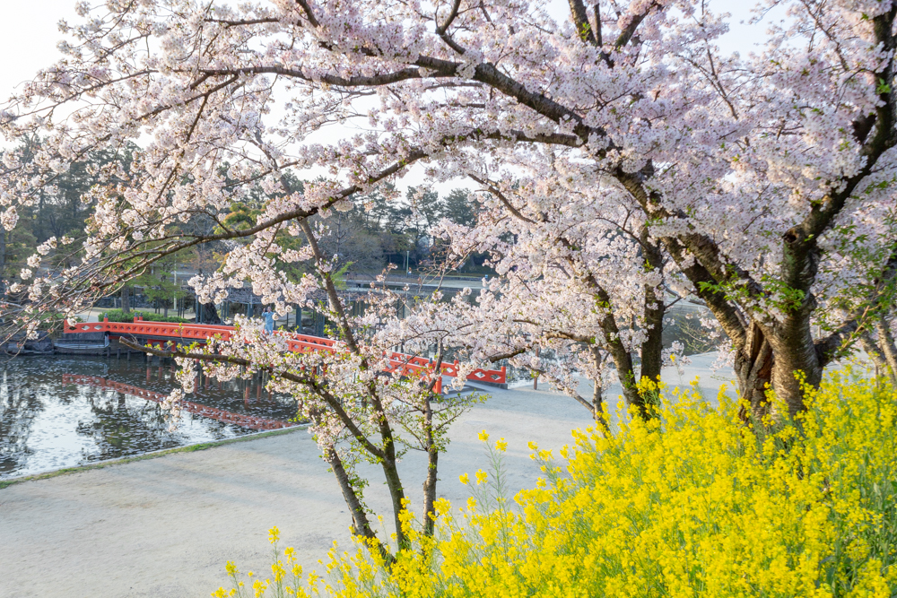 天王川公園、桜、3月の春の花、愛知県津島市の観光・撮影スポットの画像と写真