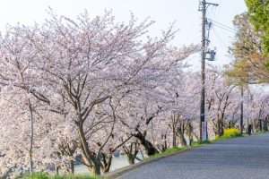 天王川公園、桜、3月の春の花、愛知県津島市の観光・撮影スポットの画像と写真