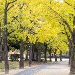 千種公園、紅葉、黄葉、11月秋、名古屋市千種区の観光・撮影スポットの画像と写真