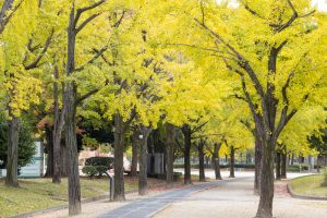 千種公園、紅葉、黄葉、11月秋、名古屋市千種区の観光・撮影スポットの画像と写真