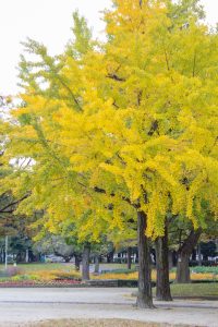 千種公園、紅葉、黄葉、11月秋、名古屋市千種区の観光・撮影スポットの画像と写真