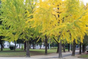 千種公園、紅葉、黄葉、11月秋、名古屋市千種区の観光・撮影スポットの画像と写真