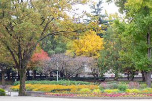 千種公園、紅葉、黄葉、11月秋、名古屋市千種区の観光・撮影スポットの画像と写真