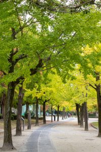 千種公園、紅葉、黄葉、11月秋、名古屋市千種区の観光・撮影スポットの画像と写真