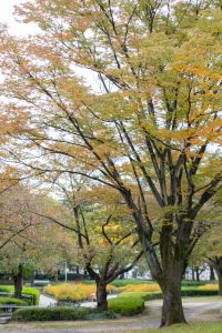 千種公園、紅葉、黄葉、11月秋、名古屋市千種区の観光・撮影スポットの画像と写真