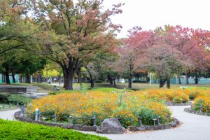 千種公園、紅葉、黄葉、11月秋、名古屋市千種区の観光・撮影スポットの画像と写真