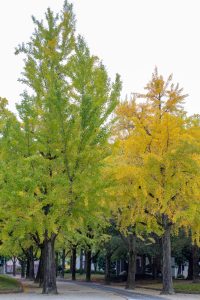 千種公園、紅葉、黄葉、11月秋、名古屋市千種区の観光・撮影スポットの画像と写真