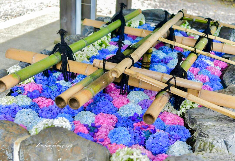 砥鹿神社、花手水舎、あじさい、6月夏の花、愛知県豊川市の観光・撮影スポットの名所