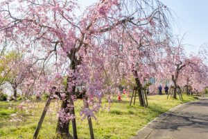東谷山フルーツパーク、しだれ桜、3月の春の花、名古屋市守山区の観光・撮影スポットの名所