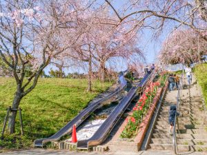 東谷山フルーツパーク、しだれ桜、3月の春の花、名古屋市守山区の観光・撮影スポットの名所
