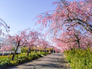 東谷山フルーツパーク、しだれ桜、3月の春の花、名古屋市守山区の観光・撮影スポットの名所