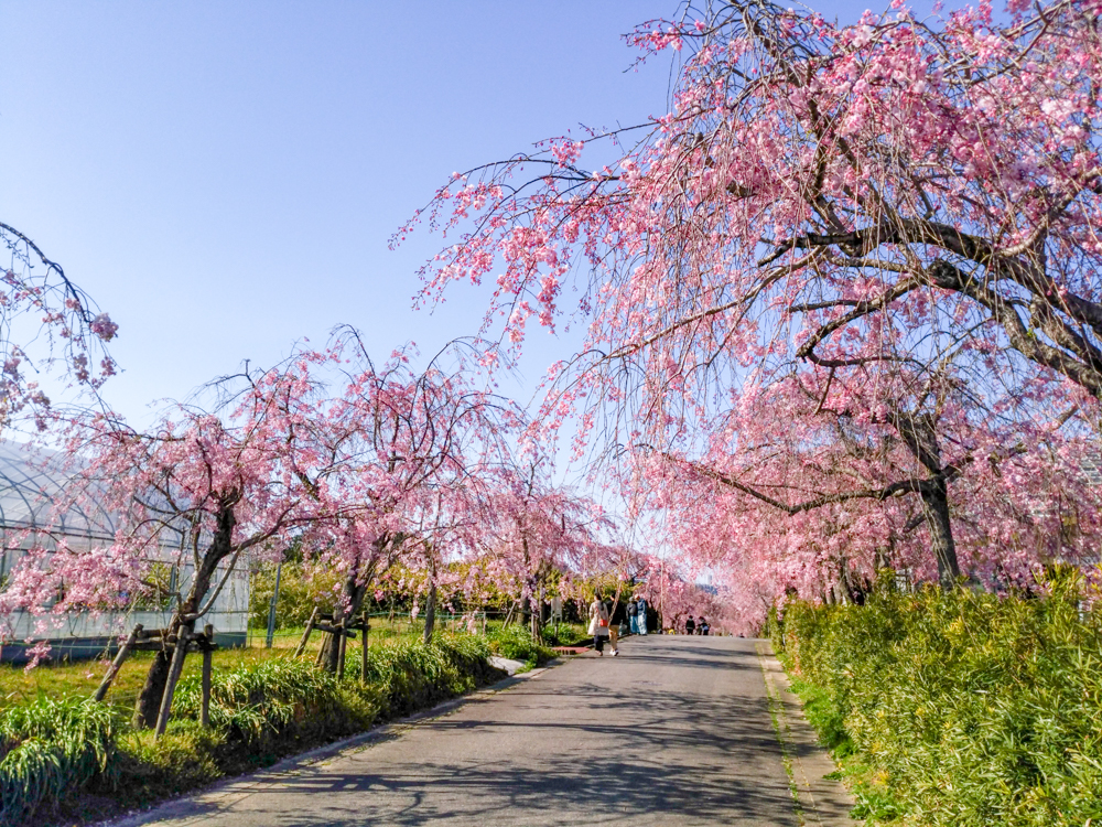 東谷山フルーツパーク、しだれ桜、3月の春の花、名古屋市守山区の観光・撮影スポットの名所