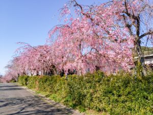 東谷山フルーツパーク、しだれ桜、3月の春の花、名古屋市守山区の観光・撮影スポットの名所