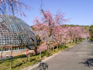 東谷山フルーツパーク、しだれ桜、3月の春の花、名古屋市守山区の観光・撮影スポットの名所