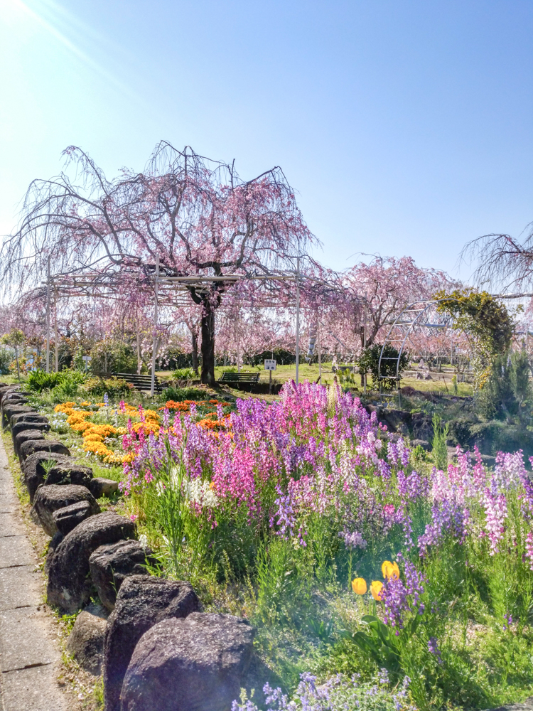 東谷山フルーツパーク、しだれ桜、3月の春の花、名古屋市守山区の観光・撮影スポットの名所