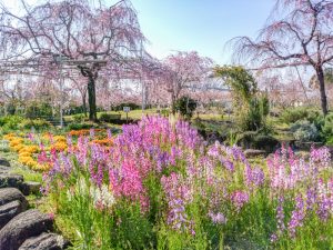 東谷山フルーツパーク、しだれ桜、3月の春の花、名古屋市守山区の観光・撮影スポットの名所