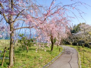 東谷山フルーツパーク、しだれ桜、3月の春の花、名古屋市守山区の観光・撮影スポットの名所