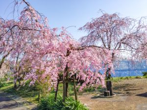 東谷山フルーツパーク、しだれ桜、3月の春の花、名古屋市守山区の観光・撮影スポットの名所