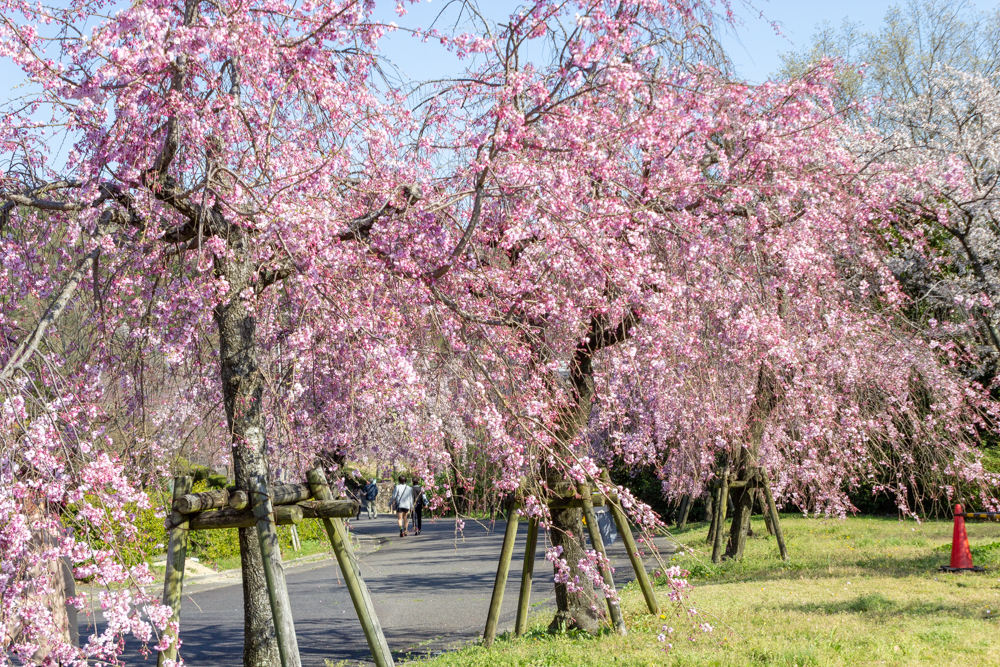 東谷山フルーツパーク、桜、3月の春の花、名古屋市守山区の観光・撮影スポットの名所
