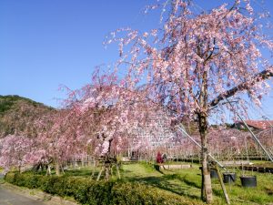 東谷山フルーツパーク、しだれ桜、3月の春の花、名古屋市守山区の観光・撮影スポットの名所