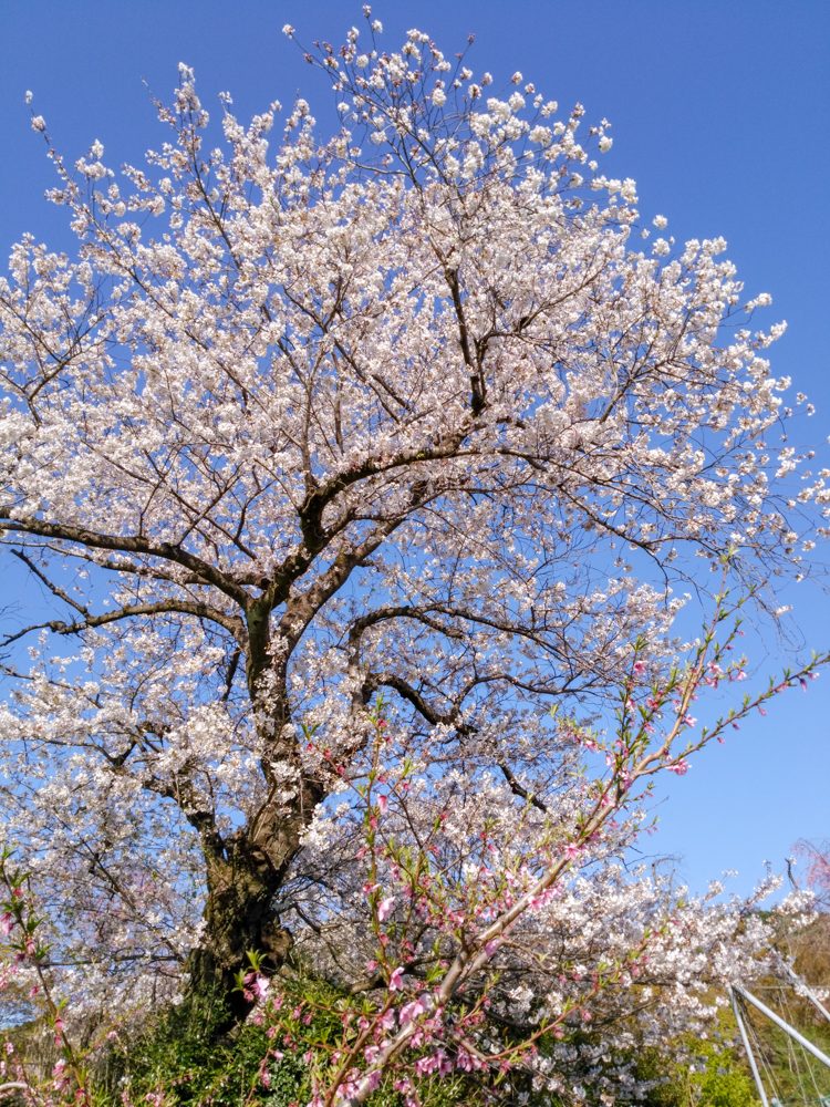 東谷山フルーツパーク、アーモンド、3月の春の花、名古屋市守山区の観光・撮影スポットの名所
