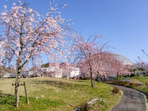 東谷山フルーツパーク、しだれ桜、3月の春の花、名古屋市守山区の観光・撮影スポットの名所
