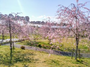 東谷山フルーツパーク、しだれ桜、3月の春の花、名古屋市守山区の観光・撮影スポットの名所