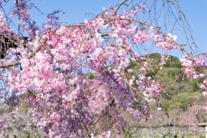 東谷山フルーツパーク、しだれ桜、3月の春の花、名古屋市守山区の観光・撮影スポットの名所
