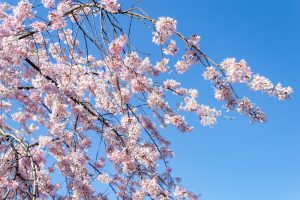 東谷山フルーツパーク、しだれ桜、3月の春の花、名古屋市守山区の観光・撮影スポットの名所