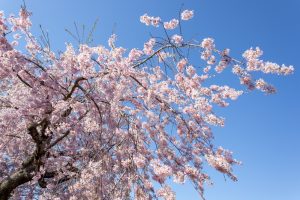 東谷山フルーツパーク、しだれ桜、3月の春の花、名古屋市守山区の観光・撮影スポットの名所