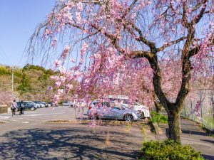 東谷山フルーツパーク、しだれ桜、3月の春の花、名古屋市守山区の観光・撮影スポットの名所
