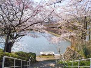 東谷山フルーツパーク、桜、3月の春の花、名古屋市守山区の観光・撮影スポットの名所