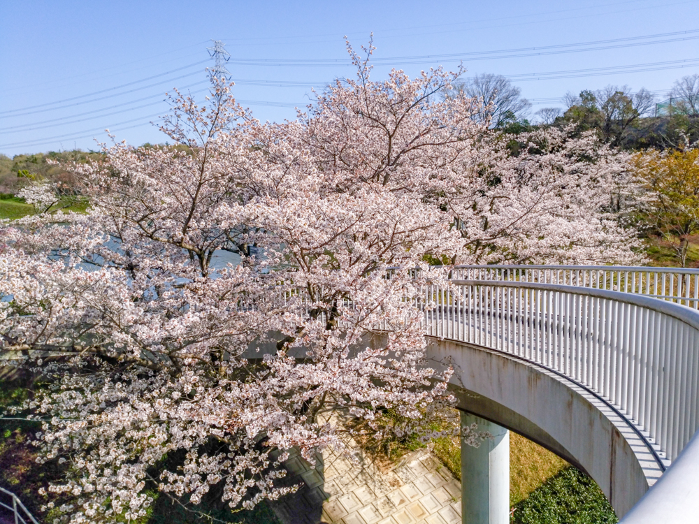 東谷山フルーツパーク、桜、3月の春の花、名古屋市守山区の観光・撮影スポットの名所