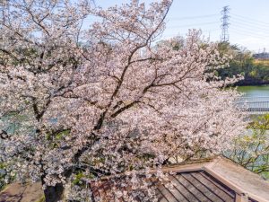 東谷山フルーツパーク、桜、3月の春の花、名古屋市守山区の観光・撮影スポットの名所