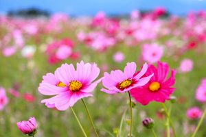 東員町コスモス畑、10月の秋の花、三重県員弁郡の観光・撮影スポットの画像と写真