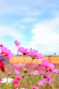 東員町コスモス畑、三岐鉄道、10月の秋の花、三重県員弁郡の観光・撮影スポットの画像と写真