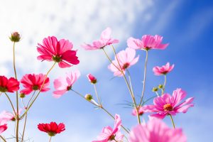 東員町コスモス畑、10月の秋の花、三重県員弁郡の観光・撮影スポットの画像と写真