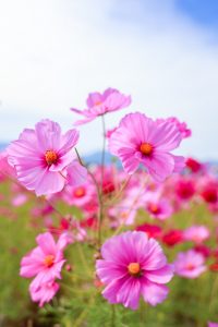 東員町コスモス畑、10月の秋の花、三重県員弁郡の観光・撮影スポットの画像と写真