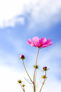 東員町コスモス畑、10月の秋の花、三重県員弁郡の観光・撮影スポットの画像と写真