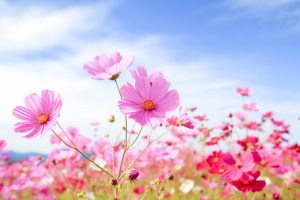 東員町コスモス畑、10月の秋の花、三重県員弁郡の観光・撮影スポットの画像と写真