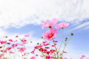 東員町コスモス畑、10月の秋の花、三重県員弁郡の観光・撮影スポットの画像と写真