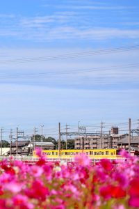 東員町コスモス畑、三岐鉄道、10月の秋の花、三重県員弁郡の観光・撮影スポットの画像と写真