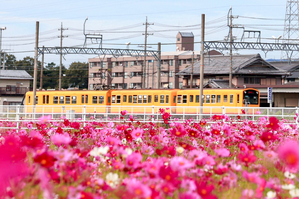 東員町コスモス畑、三岐鉄道、10月の秋の花、三重県員弁郡の観光・撮影スポットの画像と写真
