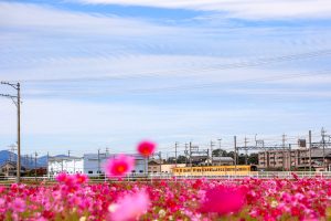 東員町コスモス畑、三岐鉄道、10月の秋の花、三重県員弁郡の観光・撮影スポットの画像と写真